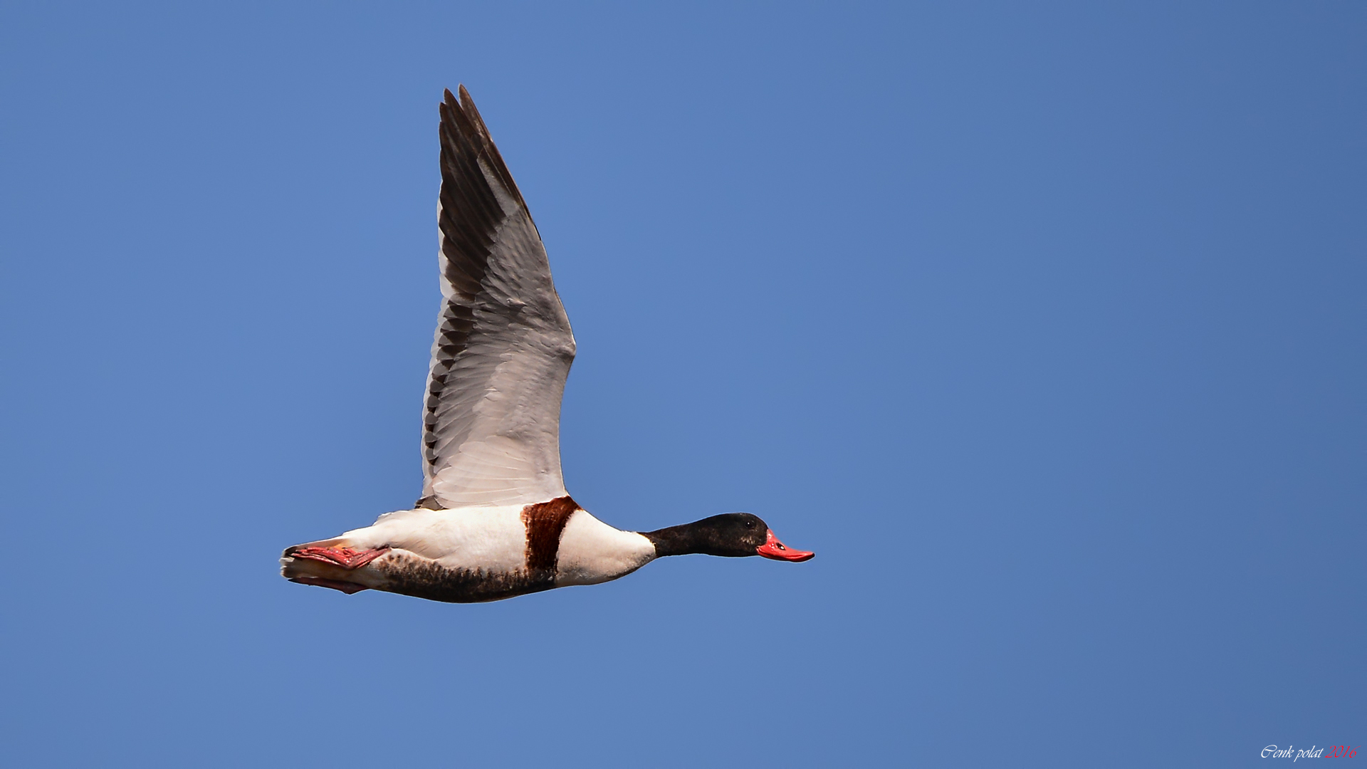 Common Shelduck